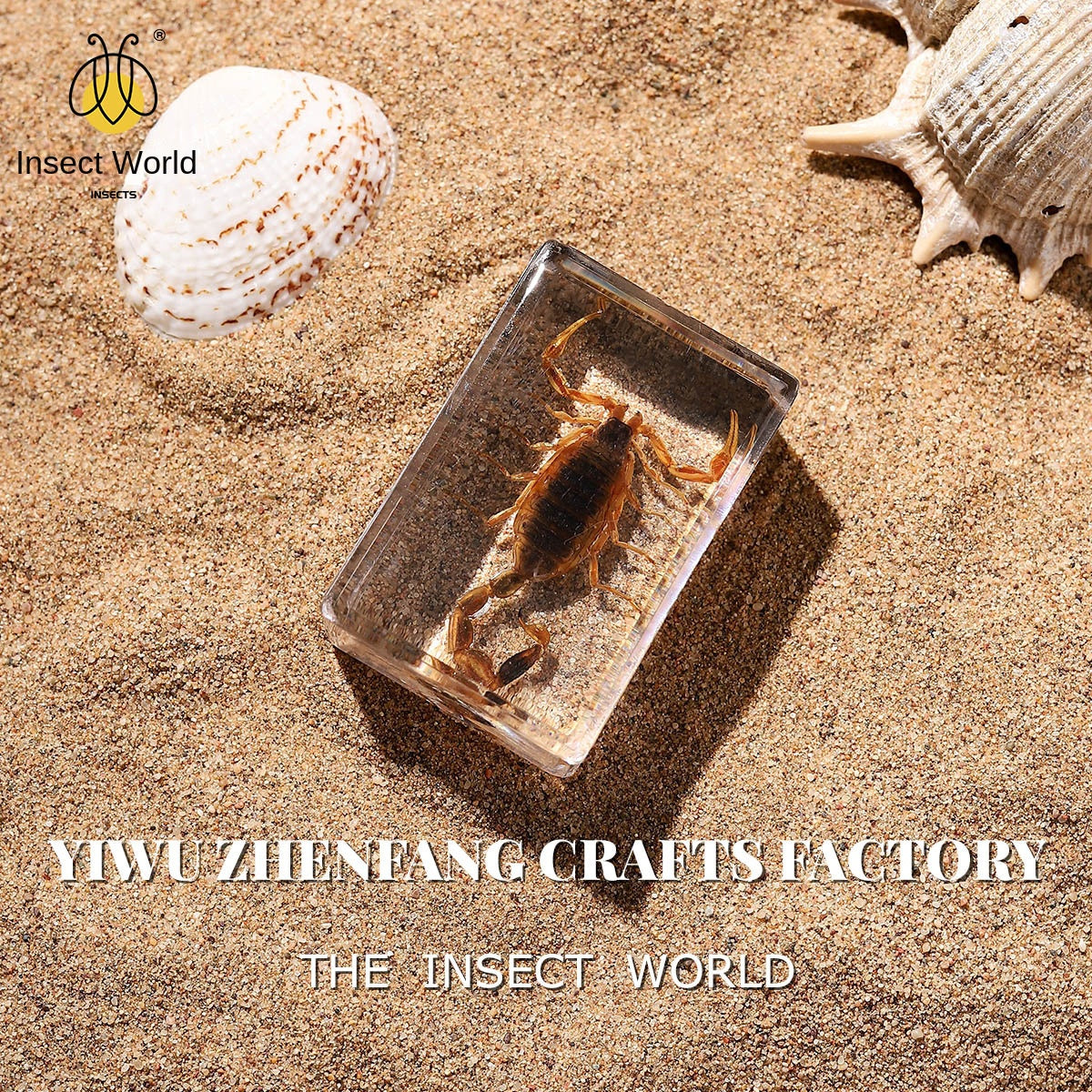 Real Insect Specimens Biological Science Teaching