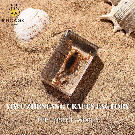 Real Insect Specimens Biological Science Teaching