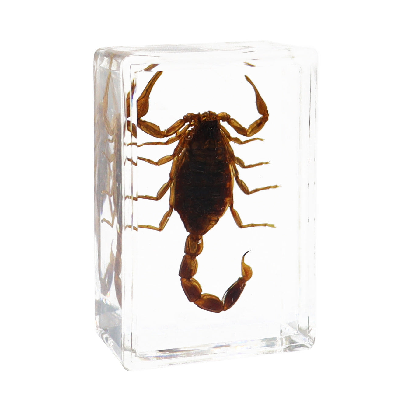 Real Insect Specimens Biological Science Teaching