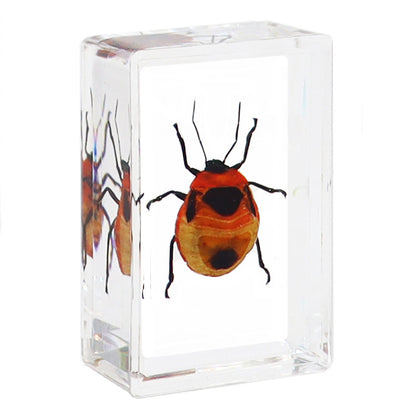 Real Insect Specimens Biological Science Teaching