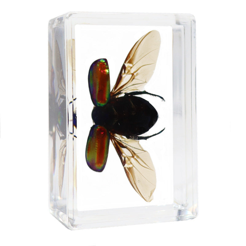 Real Insect Specimens Biological Science Teaching